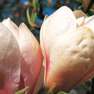 Саджанець Магнолія Суланжа Speciosa в контейнері